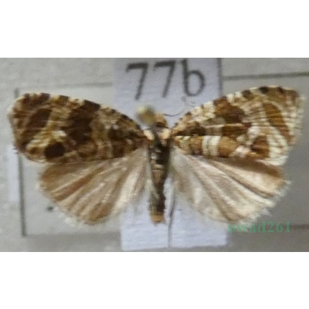 Celypha rivulana (Scopoli, 1763) Slovakia77b